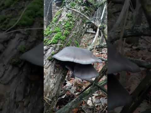 Ведро грибов за 5 минут