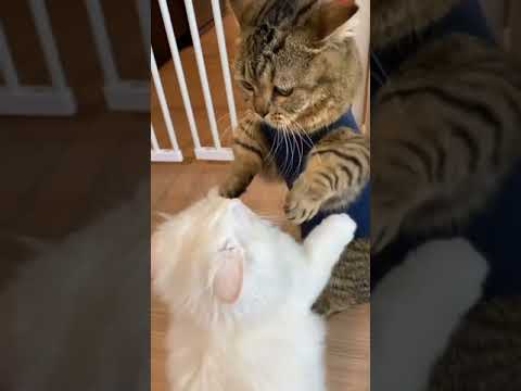 Hug me ๐ค๐ค #kitty #hug