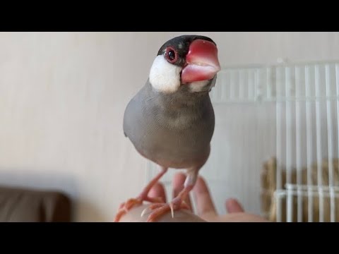まるで見えているかのように動く両目白内障のおばあちゃん文鳥　java sparrow