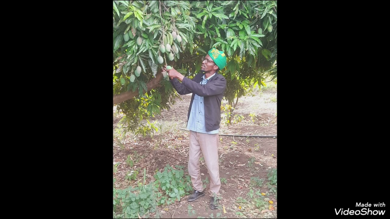 Qasaaid Nabi amaan  يا رسول الله لبيك Kala xidhiidh +251915005805 WhatsApp 