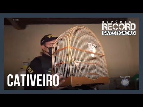 Vídeo: Contrabando De Pássaros Pela Fronteira - Aventuras Na Agricultura Do Governo