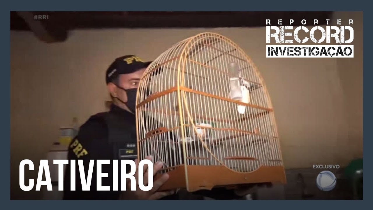 Acompanhe de perto uma operação da PRF contra o tráfico de pássaros silvestres