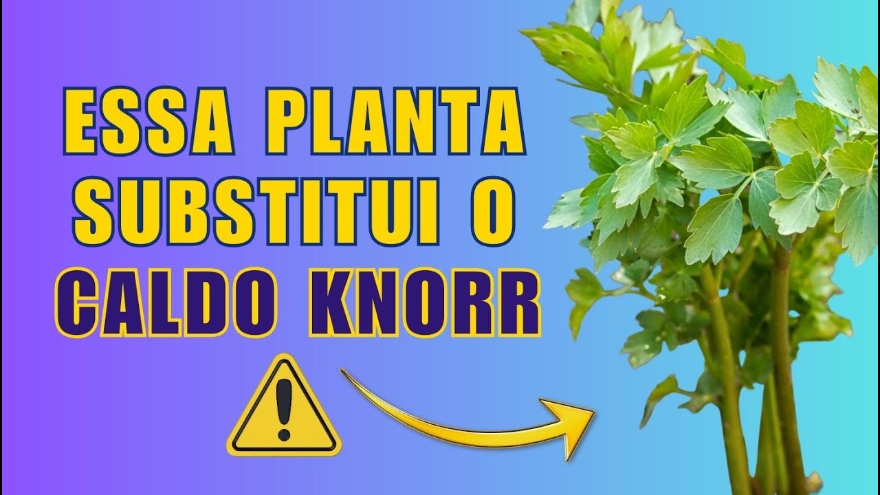Levístico ou Erva Knorr: você conhece essa planta?