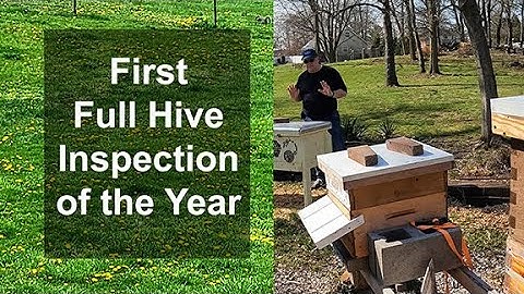 First Full Hive Inspection of the Year