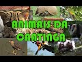 Animais da Caatinga