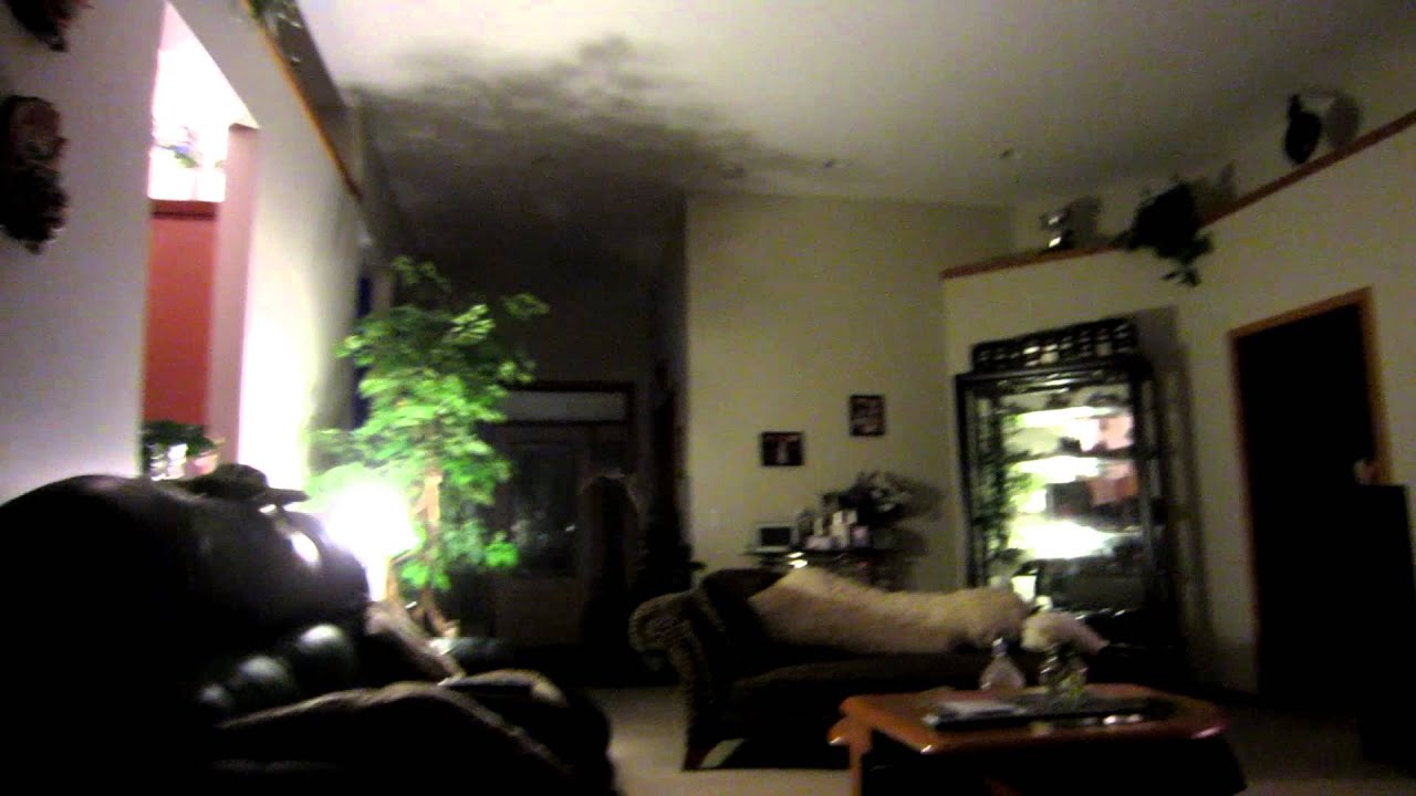 How To Catch A Bat Indoors In Our Living Room You How To Catch A Bat Indoors In Our Living Room