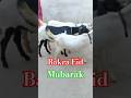 qurbani🐐Islamc #viral #shorts #trending #bakra #bakraeid #allah #ytshorts #new #love #quran