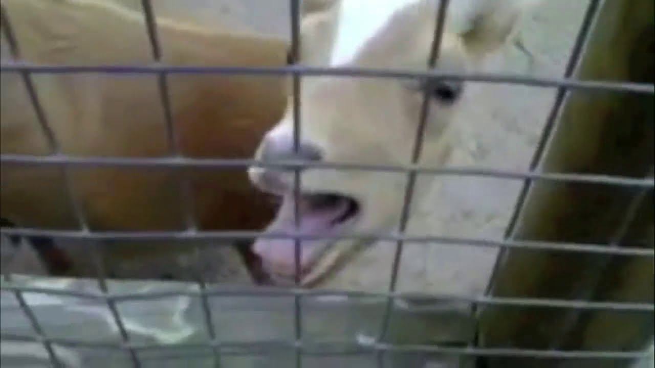 Goat screaming meme 2 funny animals YouTube