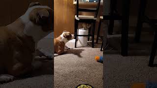 New kitty getting used to Doggy who just wants to be friends.