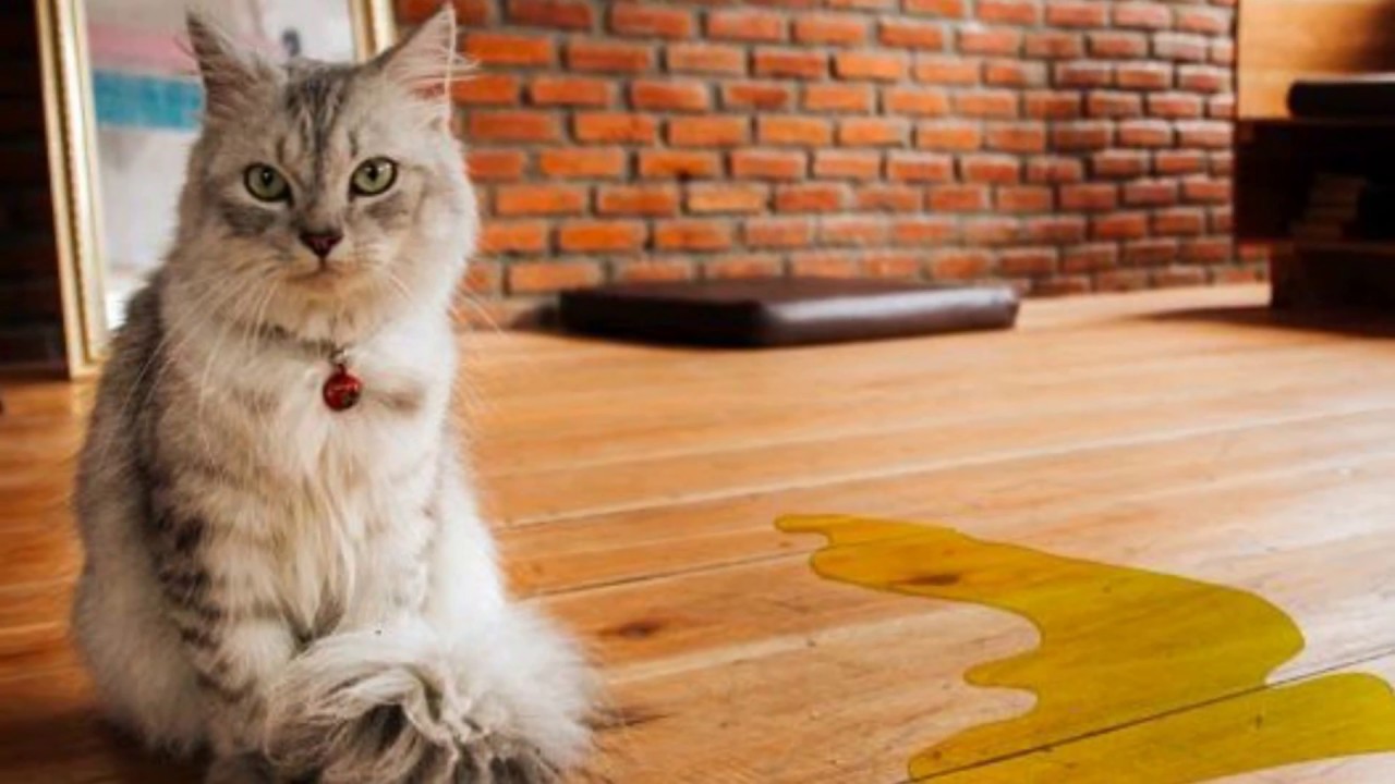 How To Stop A Cat From Spraying THIS Will Stop Your Stress About Cat 