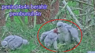 A very heartbreaking story for the Gashawk family