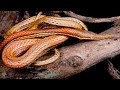 Мадагаскар удивительная змея острова /Listnacich snake Madagascar