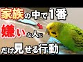 【決定版】セキセイインコが嫌いな相手にしか見せない仕草と特徴