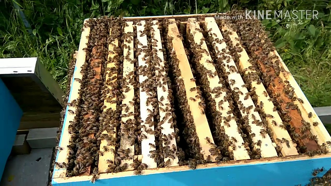 Pčelarstvo - Skidanje roja