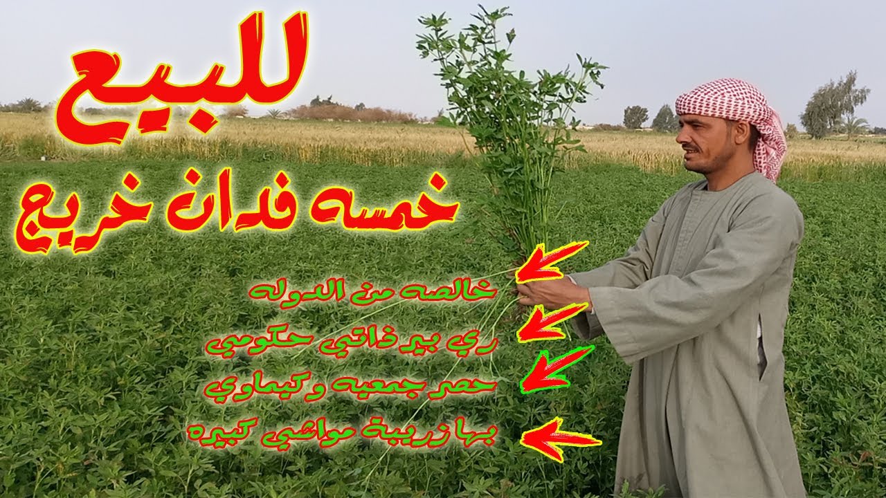 للبيع 5 فدان خريج علي بئر ذاتي ورق خالص من الدوله ارض قديمه من السبعينات Youtube