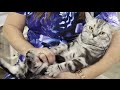 Cat Breed Spotlight: American Shorthair の動画、YouTube動画。