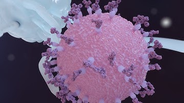 Dendritic Cell Engulfing a Virus after being tagged  - Science Animation #science #biology