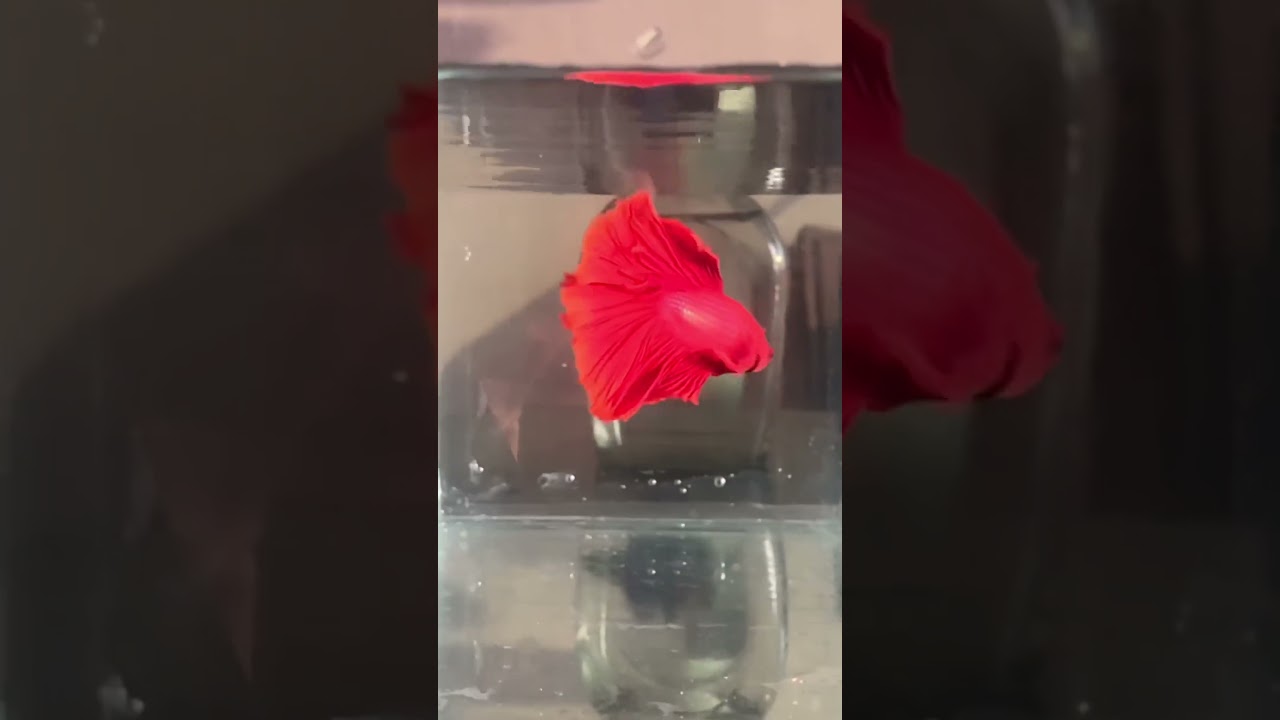 Red Rose tail Betta 