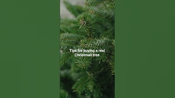 How to choose the PERFECT real Christmas tree 🌲 (Expert insider tips!)