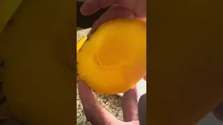 Edward Mango Review