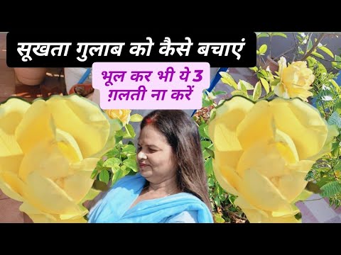 चिलचिलाती गर्मी में गुलाब के पौधे को कैसे बचाएं?/How to save Rose🌹🪴 in scorching heat?#krishnagarden