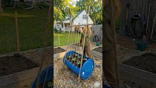 Creative Simple DIY Organic Cucumber Planter Using a Barrel #organicfarming #cucumber diygarden