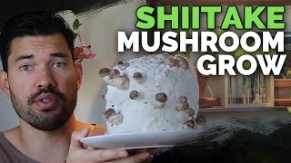 How to Grow Shiitake Mushrooms (Recipe Included!)