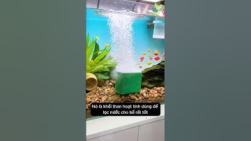 Bể cá không lo nước đục với than hoạt tính  cá luôn khỏe #aquarium #youtubeshorts