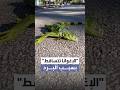 تتهاوى في كل مكان البرد يجمد زواحف الإغوانا في ولاية فلوريدا mp3