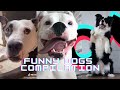 Funny Dogs of Tik Tok Compilation | Doggos Doing Funny Things TIKTOK ~ 2021