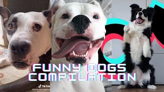 Funny Dogs of Tik Tok Compilation | Doggos Doing Funny Things TIKTOK ~ 2021