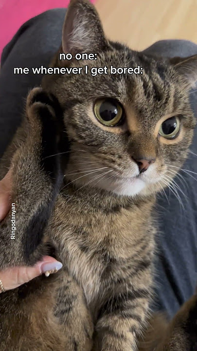 Who wants to call this cute cat? #shorts #funny #cat