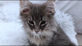 This is too cute to miss! 3 month old Maine Coon kitten kneading. #catkneading #mainecoonkitten by Born 2b Fluffy 403 views 6 months ago 1 minute, 16 seconds
