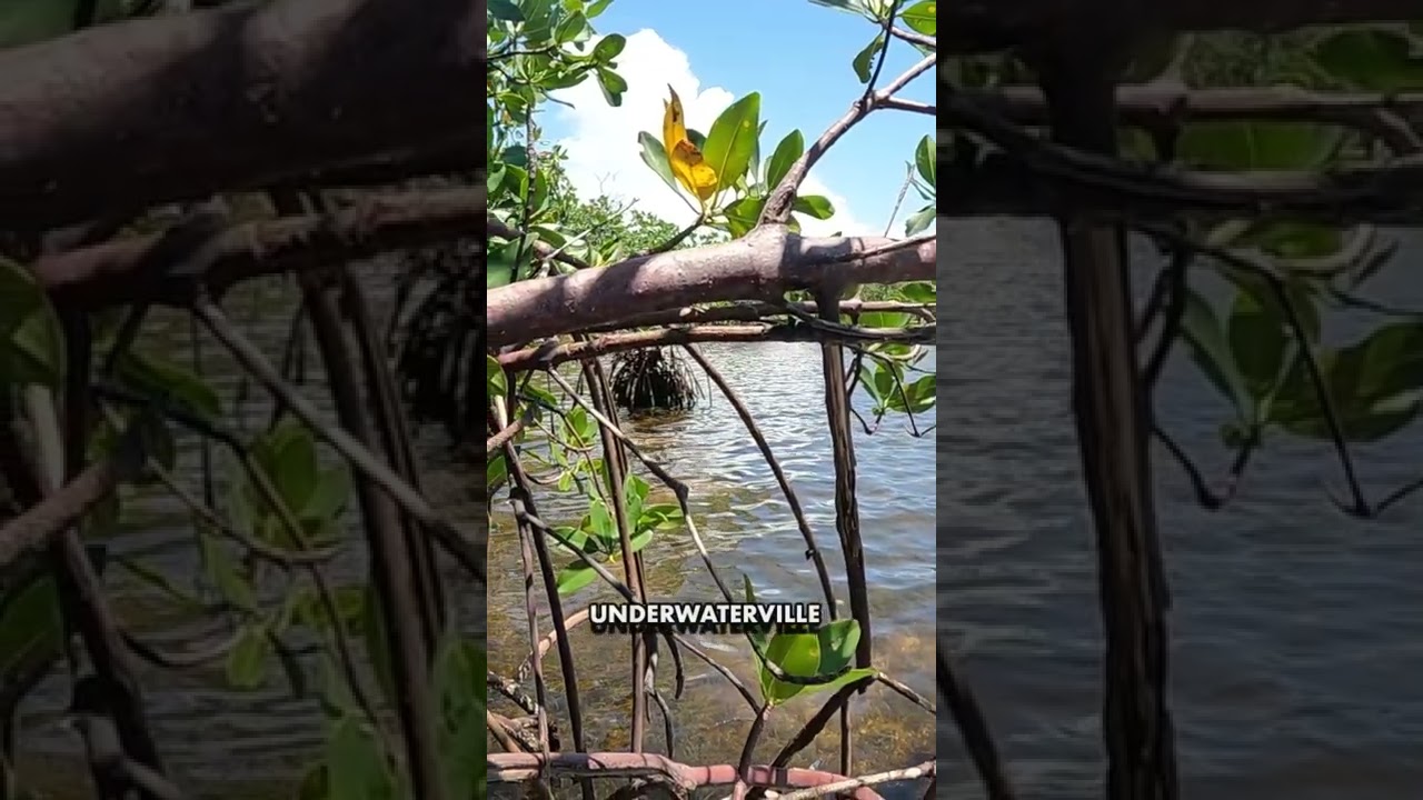 Red Mangrove Beach Miami 
