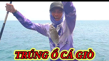 VUONG LT VLOG | câu cá biển nhơn hải | một ngày bội thu cá giò cùng anh,em | phần 1