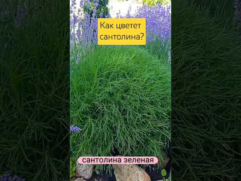 Сантолина зеленая / контейнер Р9, видео 1
