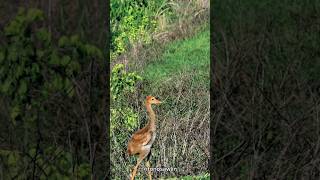 small to giant animals transformation #animals #videoanimal #beautiful #incredible #transformation