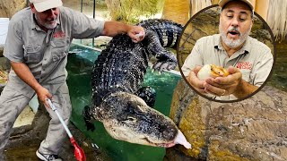 GATOR GETS OUT at the Reptile Zoo🐊🤩