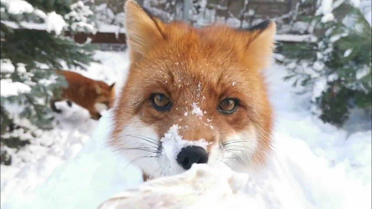 Fox because