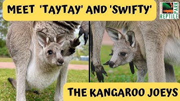 Kangaroo Joey First Hops! | Australian Reptile Park