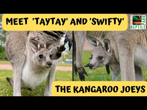 Kangaroo Joey First Hops! | Australian Reptile Park