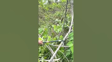 Unique portable sabet for cutting branches and tree branches #shorts