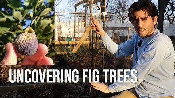 Winter Protection of Fig Trees - Uncovering in the Spring