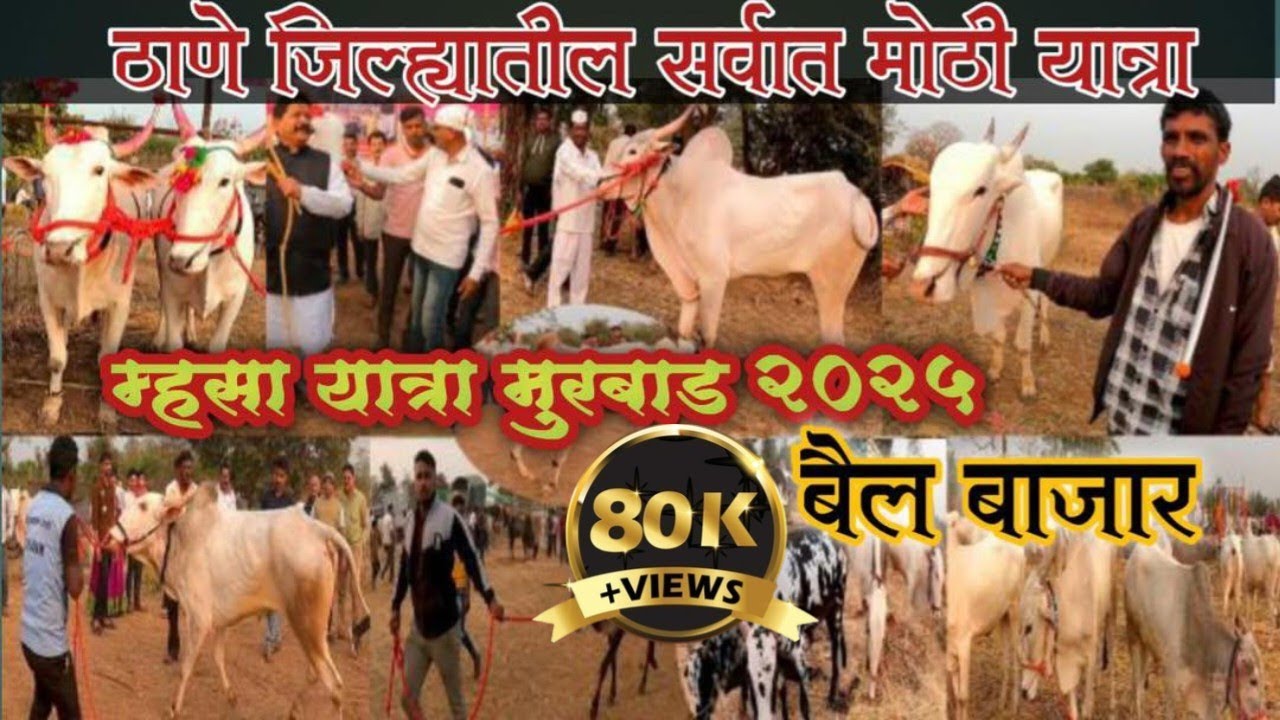 म्हसा यात्रा मुरबाड 2025 | ठाणे जिल्ह्यातील सर्वात मोठी यात्रा | Mhasa yatra bail bazar 