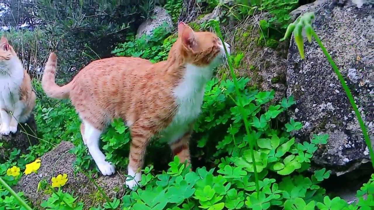 My Blind Cat Explorers – The Last Few Minutes | William Gets His Treat ❤️🐾