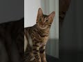 📚🐾 5 Facts About the Bengal Cat Uncovered! 🕵️‍♀️🔎 #bengalcat #cat #cats #catlover #pets #facts