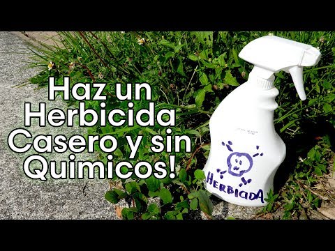 Video: Matar la hierba de forma natural: cómo deshacerse de la hierba sin productos químicos