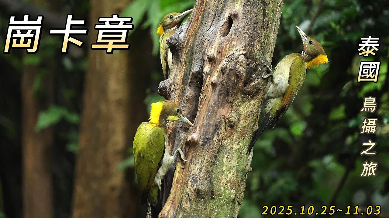 2025.10.25~11.03 泰國 (四) 崗卡章 國家公園(鳥塘篇)