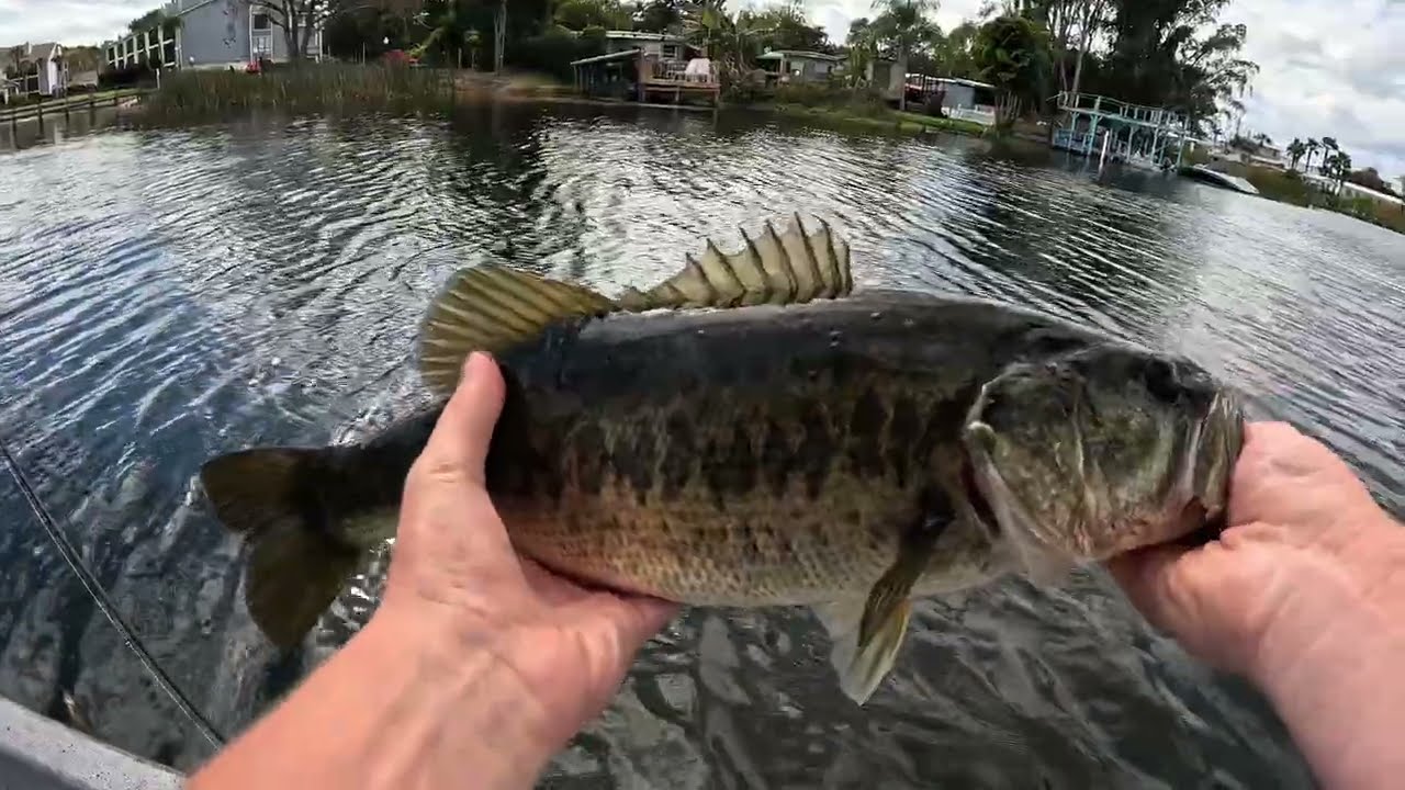 Bass fishing in Florida (Big Fish)