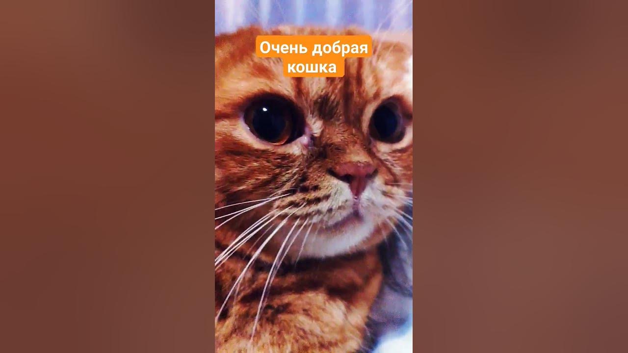 очень добрая кошка - YouTube